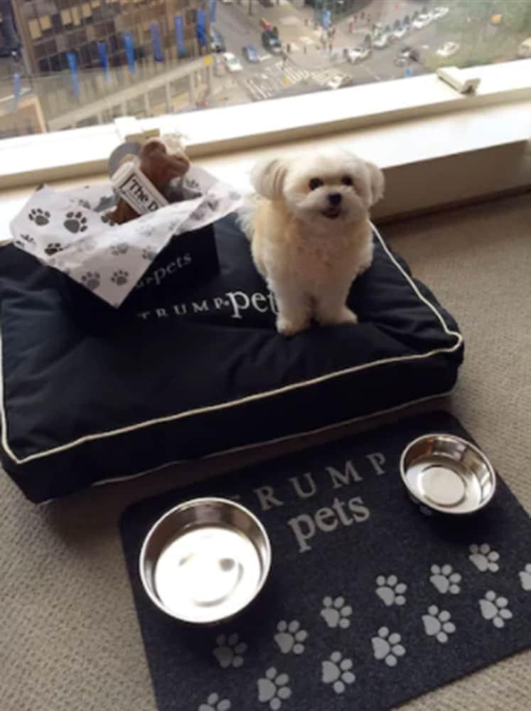 Trump International New York Ngoại thất bức ảnh Trump's dog, "Tilly"